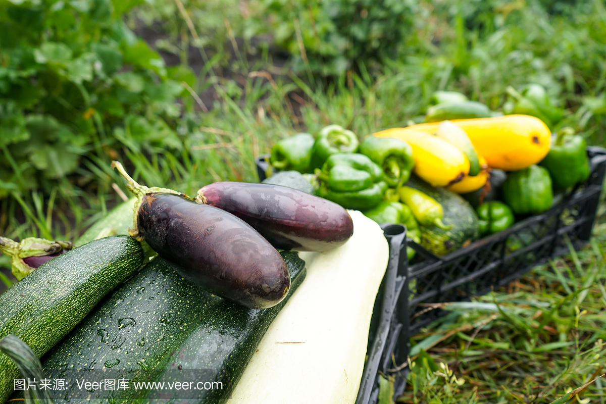 收获的西葫芦、黄瓜、茄子和辣椒被折叠在装蔬菜的塑料盒里。培育环保产品。