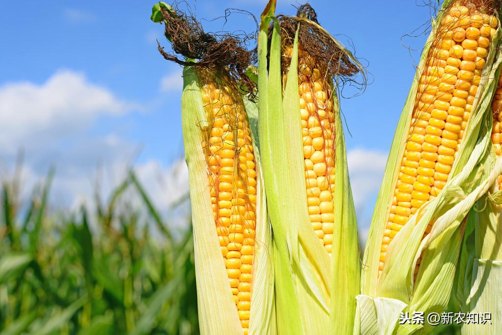 玉米绿色高产高效栽培技术,高产方案整理,值得收藏!